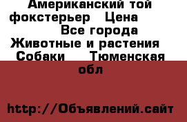 Американский той фокстерьер › Цена ­ 25 000 - Все города Животные и растения » Собаки   . Тюменская обл.